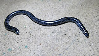 <i>Afrotyphlops schlegelii</i> Species of snake