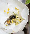 אנדרנה (Andrena krausiella), נקבה אוספת אבקה משקד מצוי, שפלת יהודה