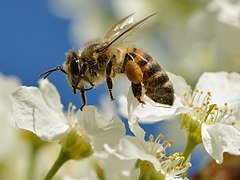 Une abeille sur un prunus padus, en Estonie. Mai 2018.