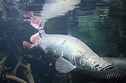 Arapaima