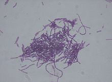 Gram stain of Bacillus thuringiensis under 1000 x magnification Bacillus thuringiensis.jpg