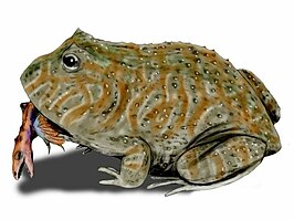 Beelzebufo