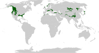 <span class="mw-page-title-main">Temperate coniferous forest</span> Forests found in areas with warm summers and cool winters