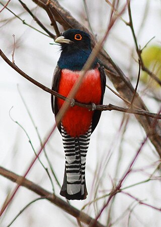 <span class="mw-page-title-main">Blue-crowned trogon</span> Species of bird