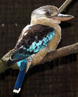 Blauwvleugelkookaburra