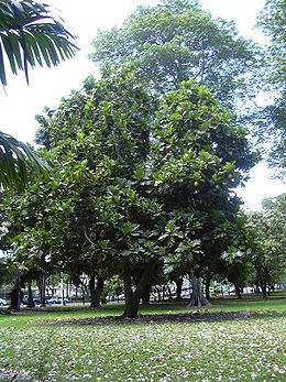 Paprastasis duonmedis (Artocarpus altilis)