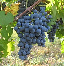 CarmenereW.jpg