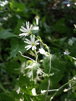 Miškinė glažutė (Cerastium sylvaticum)