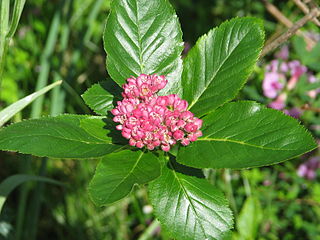 <i>Chamaemespilus</i> Species of flowering plant in the rose family Rosaceae