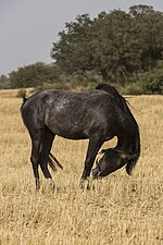 Thumbnail for File:Cheval Barbe d'Oran.jpg