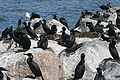 Brandt's Cormorant