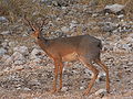 Damara Dik-Dik.JPG