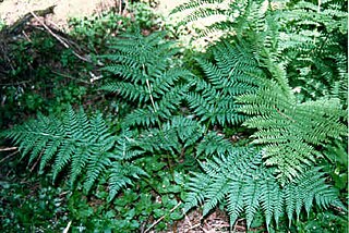 <i>Dryopteris expansa</i> Species of fern