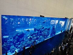 Dubai Aquarium and underwater Zoo (Ank Kumar, Infosys) 12.jpg