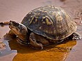 State Reptile (Eastern Box Turtle)