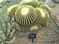 Echinocactus grusonii at Kew