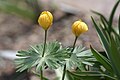 Eranthis longistipitata 02.jpg