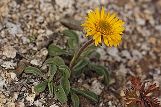 Alpine yellow fleabane (Erigeron aureus)