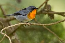 Flame-throated Warble.jpg