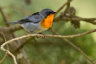 <span class="mw-page-title-main">Flame-throated warbler</span> Species of bird