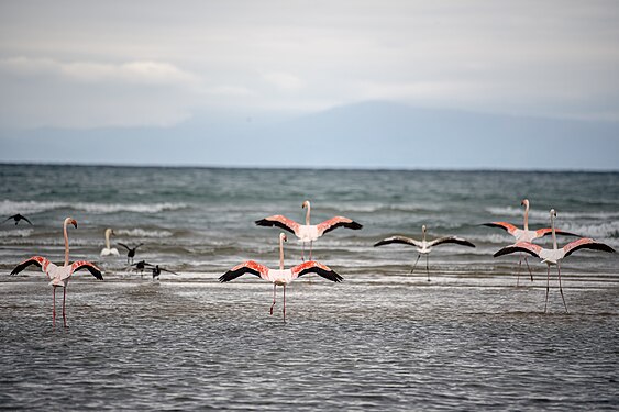 Flamengo in Pogradec. Photograph: Arben Llapashtica