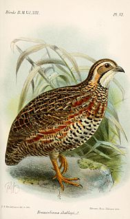 Shelleys francolin Species of bird