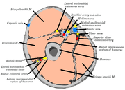 Horizontal section at the middle of upper arm.