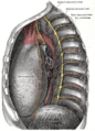 The thoracic aorta, viewed from the left side.