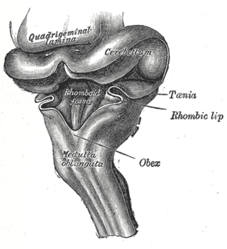 <span class="mw-page-title-main">Rhomboid fossa</span> Depression in the human brain