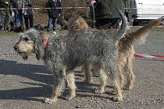 <span class="mw-page-title-main">Griffon Nivernais</span> Dog breed