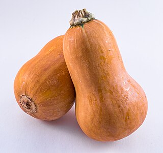 <span class="mw-page-title-main">Honeynut squash</span> Miniature winter squash