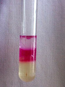 Indole test positive: appearance of pink layer at top (e.g. Escherichia coli) Indole test positive.jpg