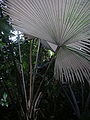 Distinctive white undersides to the leaves of Kerriodoxa elegans