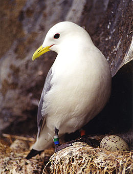 Tripirštis kiras (Rissa tridactyla)