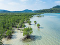 Image 1Mangrove forests (from Marine ecosystem)