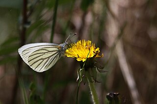 <i>Pieris oleracea</i> Species of butterfly