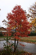 Nothofagus alpina.