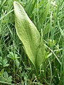 Hadilka obecná (Ophioglossum vulgatum)