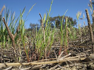 <i>Parapholis incurva</i> Species of plant