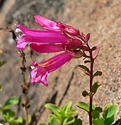 Penstemon newberryi