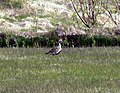 Breeding plumage; Hellnar, Iceland