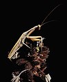 Mantis religiosa macho adulto marrón del norte de África