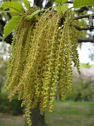 <span class="mw-page-title-main">Anemophily</span> Wind pollination