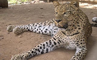 <span class="mw-page-title-main">Chipangali</span> Zoo in Bulawayo, Zimbabwe