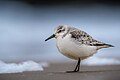 22. Fenyérfutó (Calidris alba) élelmet keres Westkapelle strandján (Zeeland, Hollandia) (javítás)/(csere)