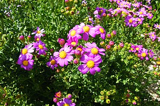 <i>Senecio elegans</i> Species of flowering plant