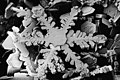 Snowflake captured by a scanning electron microscope