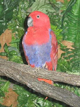 Eclectus roratus