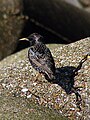 Seregély (Sturnus vulgaris)