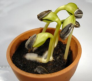 <span class="mw-page-title-main">Germination</span> Process by which an organism grows from a spore or seed